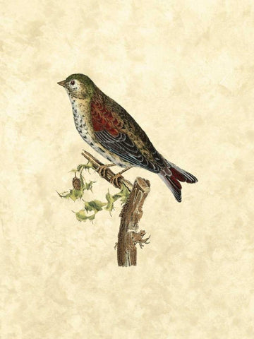 Selby Birds VI Black Ornate Wood Framed Art Print with Double Matting by Selby, John