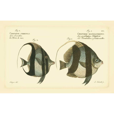 Bloch Antique Fish I White Modern Wood Framed Art Print by Bloch