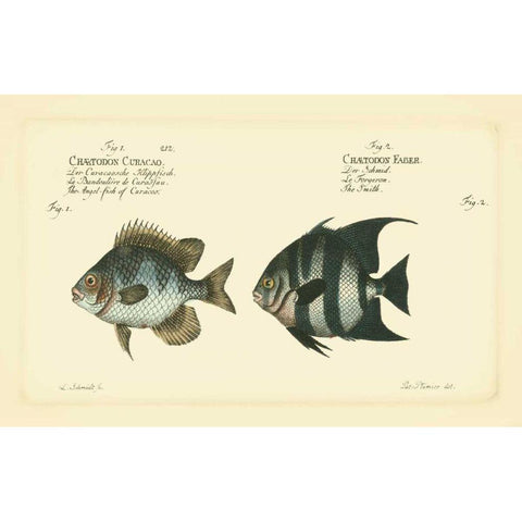 Bloch Antique Fish II White Modern Wood Framed Art Print by Bloch