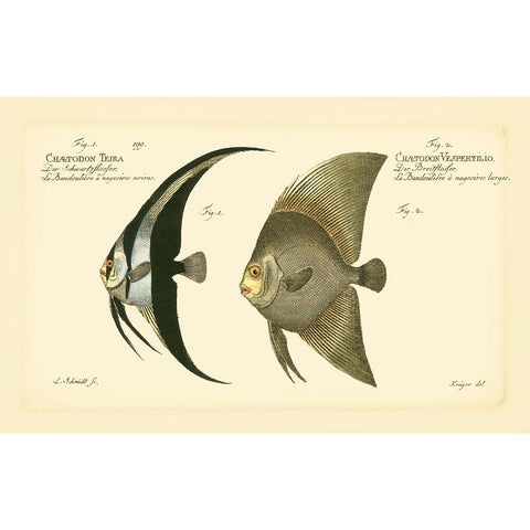 Bloch Antique Fish IV Gold Ornate Wood Framed Art Print with Double Matting by Bloch