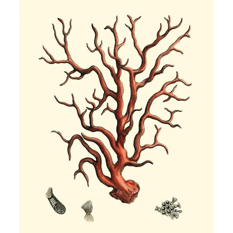 Red Coral I White Modern Wood Framed Art Print by Vision Studio