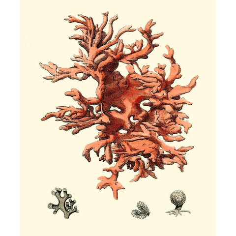 Red Coral III White Modern Wood Framed Art Print by Vision Studio