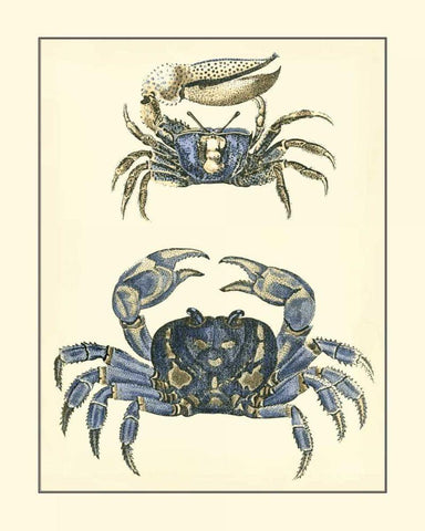 Antique Blue Crabs II White Modern Wood Framed Art Print with Double Matting by Vision Studio