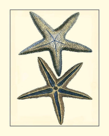 Antique Blue Starfish I White Modern Wood Framed Art Print with Double Matting by Vision Studio