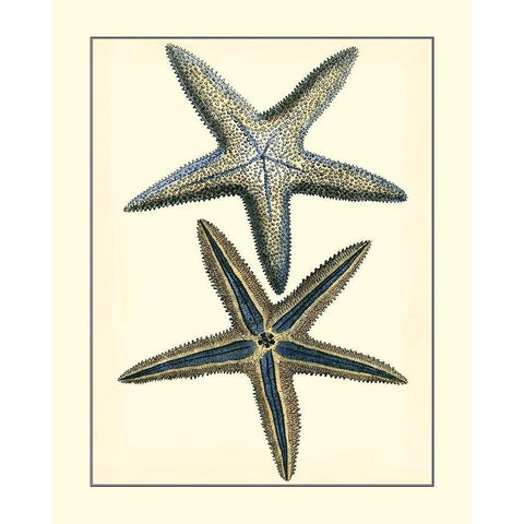 Antique Blue Starfish I Black Modern Wood Framed Art Print with Double Matting by Vision Studio