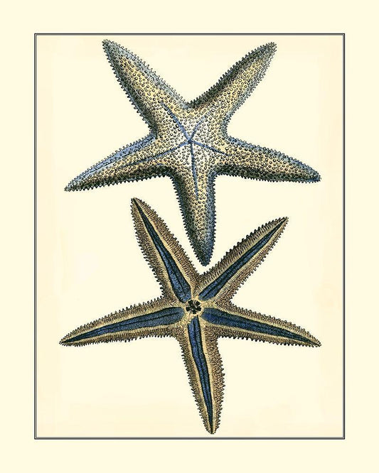 Image Only