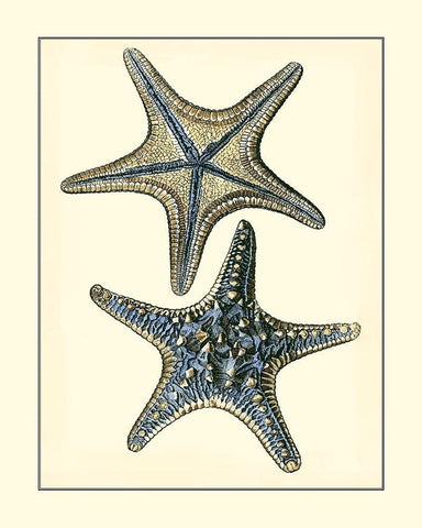 Antique Blue Starfish II White Modern Wood Framed Art Print with Double Matting by Vision Studio