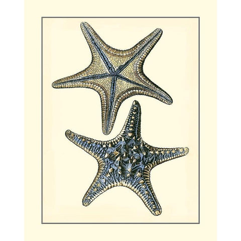 Antique Blue Starfish II White Modern Wood Framed Art Print by Vision Studio