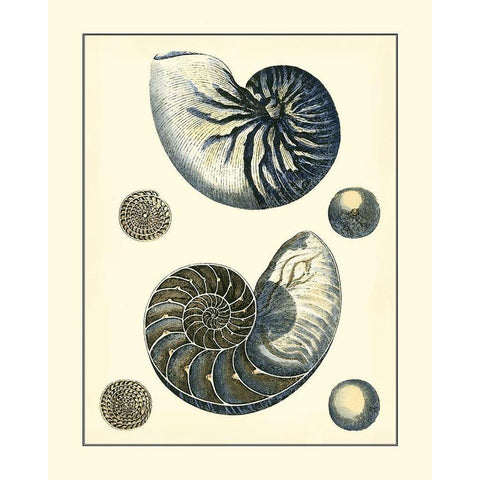 Antique Blue Nautilus Black Modern Wood Framed Art Print with Double Matting by Vision Studio