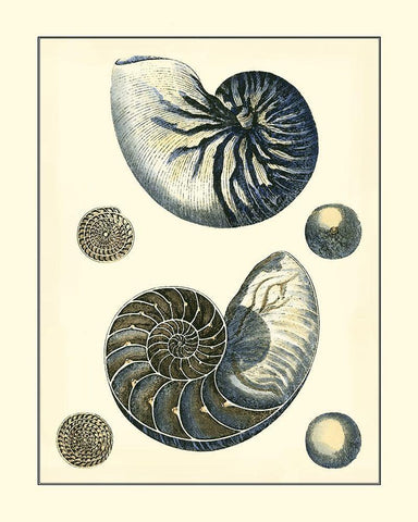 Antique Blue Nautilus White Modern Wood Framed Art Print with Double Matting by Vision Studio