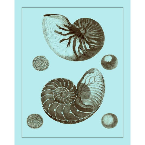 Tinted Shells on Aqua I White Modern Wood Framed Art Print by Vision Studio