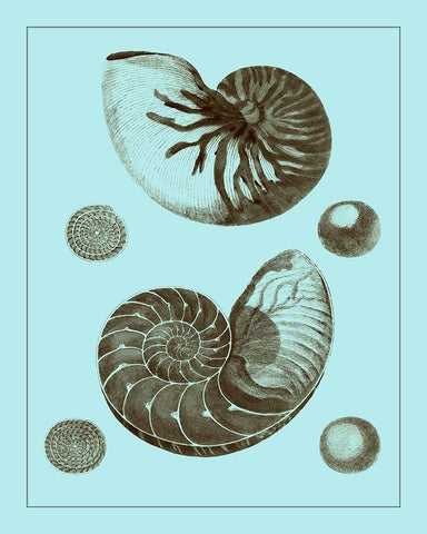 Tinted Shells on Aqua I Black Ornate Wood Framed Art Print with Double Matting by Vision Studio