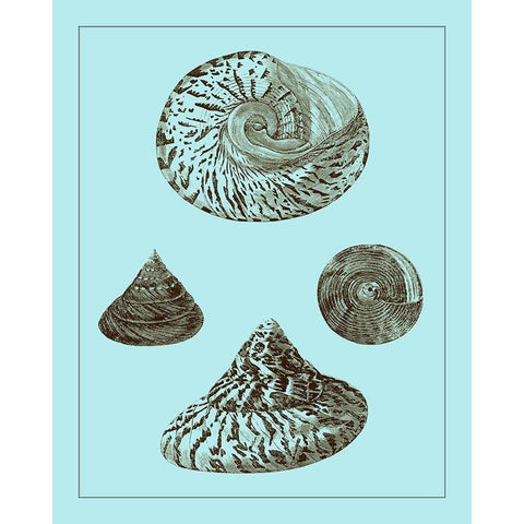 Tinted Shells on Aqua IV Gold Ornate Wood Framed Art Print with Double Matting by Vision Studio