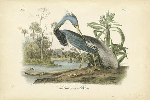 Audubons Louisiana Heron White Modern Wood Framed Art Print with Double Matting by Audubon, John James