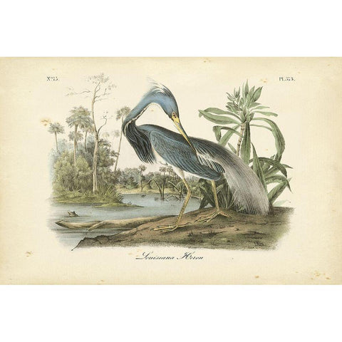 Audubons Louisiana Heron White Modern Wood Framed Art Print by Audubon, John James