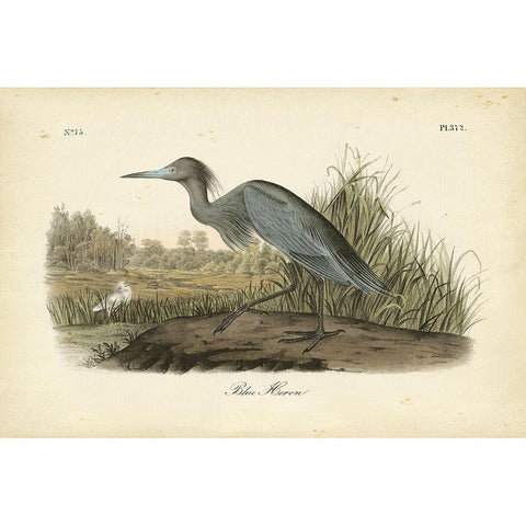 Audubons Blue Heron Black Modern Wood Framed Art Print with Double Matting by Audubon, John James