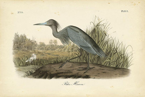 Audubons Blue Heron Black Ornate Wood Framed Art Print with Double Matting by Audubon, John James