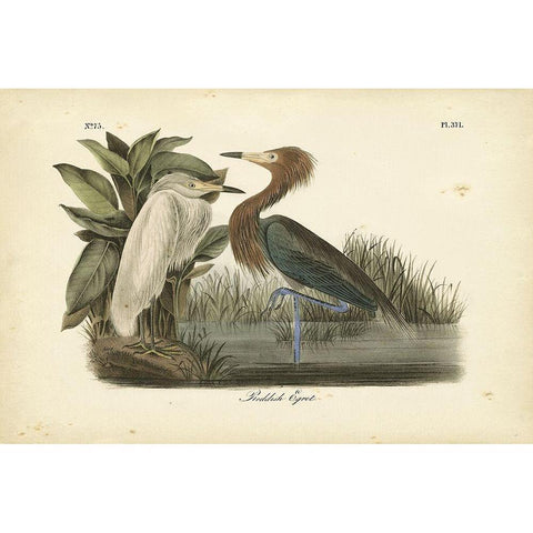 Audubons Reddish Egret Gold Ornate Wood Framed Art Print with Double Matting by Audubon, John James