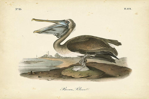 Audubons Brown Pelican White Modern Wood Framed Art Print with Double Matting by Audubon, John James