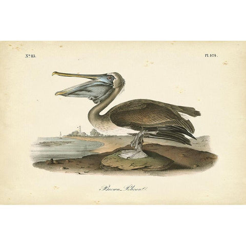 Audubons Brown Pelican White Modern Wood Framed Art Print by Audubon, John James