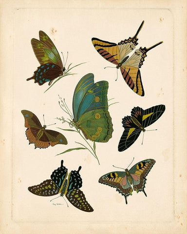 Antique Entomology I Black Ornate Wood Framed Art Print with Double Matting by Vision Studio