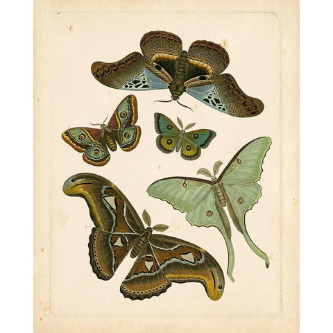 Antique Entomology II Gold Ornate Wood Framed Art Print with Double Matting by Vision Studio