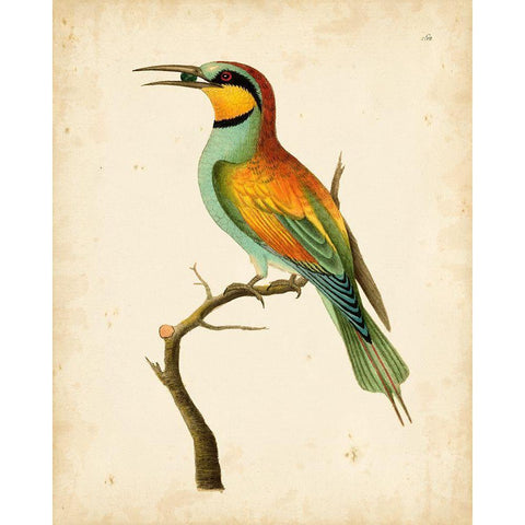 Nodder Tropical Bird I Black Modern Wood Framed Art Print with Double Matting by Nodder, Frederick P.