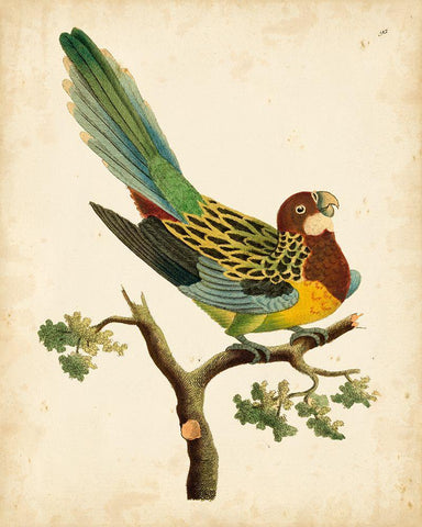 Nodder Tropical Bird II Black Ornate Wood Framed Art Print with Double Matting by Nodder, Frederick P.