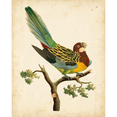 Nodder Tropical Bird II Black Modern Wood Framed Art Print by Nodder, Frederick P.