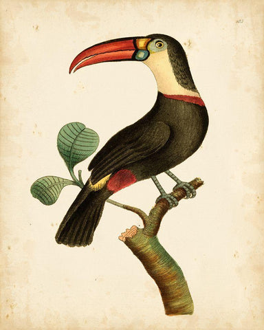Nodder Tropical Bird III Black Ornate Wood Framed Art Print with Double Matting by Nodder, Frederick P.