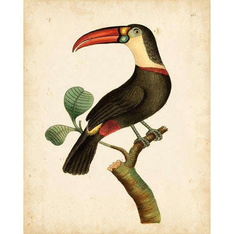 Nodder Tropical Bird III White Modern Wood Framed Art Print by Nodder, Frederick P.