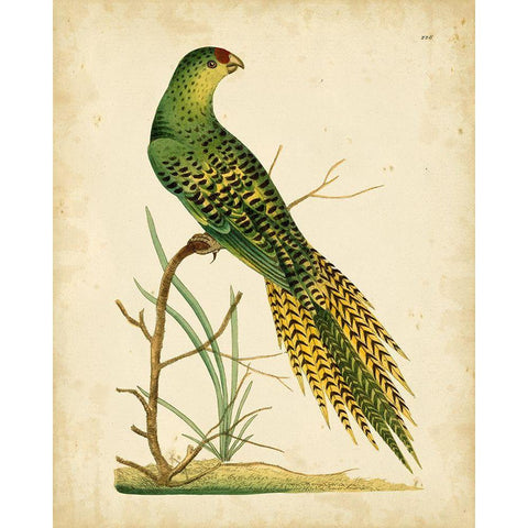 Nodder Tropical Bird IV Gold Ornate Wood Framed Art Print with Double Matting by Nodder, Frederick P.