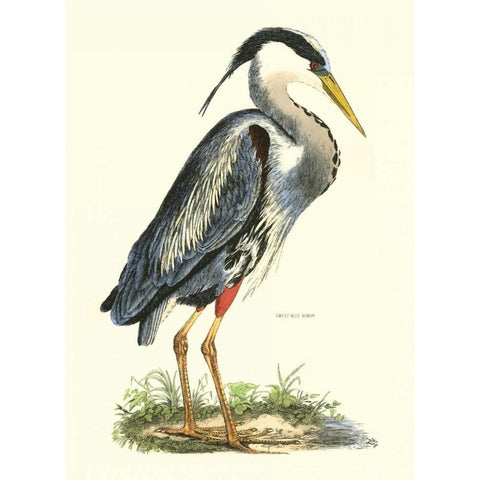 Great Blue Heron Black Modern Wood Framed Art Print with Double Matting by Selby, John