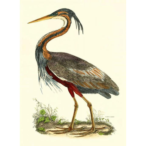 Purple Heron Gold Ornate Wood Framed Art Print with Double Matting by Selby, John