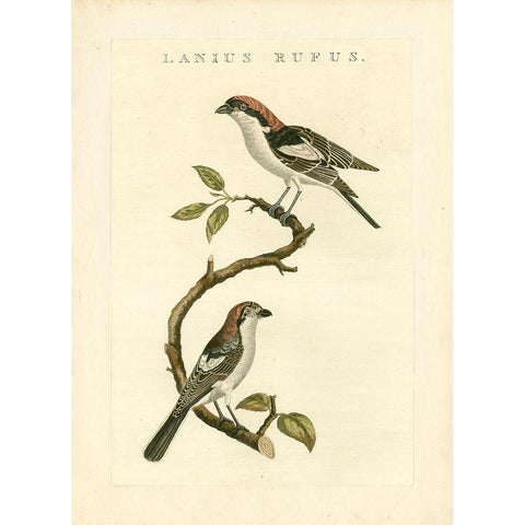 Nozeman Birds I Black Modern Wood Framed Art Print by Nozeman