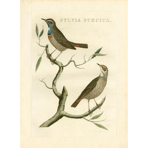 Nozeman Birds II Gold Ornate Wood Framed Art Print with Double Matting by Nozeman