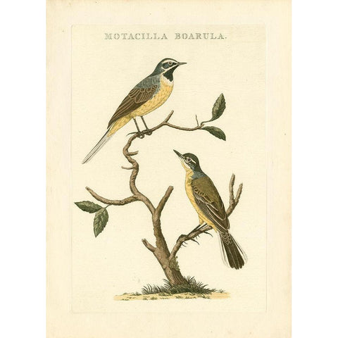 Nozeman Birds III Black Modern Wood Framed Art Print by Nozeman