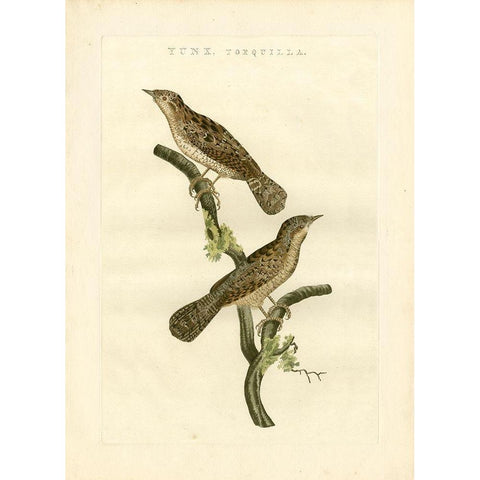 Nozeman Birds V Gold Ornate Wood Framed Art Print with Double Matting by Nozeman