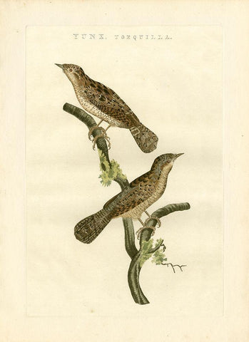 Nozeman Birds V Black Ornate Wood Framed Art Print with Double Matting by Nozeman