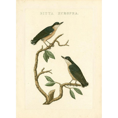 Nozeman Birds VI White Modern Wood Framed Art Print by Nozeman