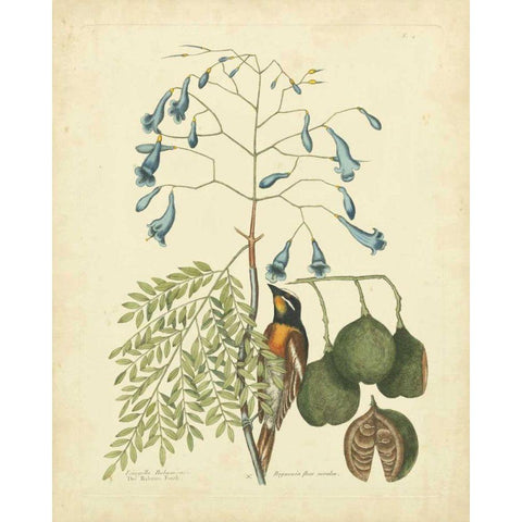 Catesby Bird and Botanical II White Modern Wood Framed Art Print by Catesby, Mark