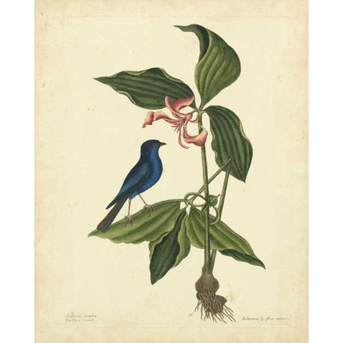 Catesby Bird and Botanical IV White Modern Wood Framed Art Print by Catesby, Mark