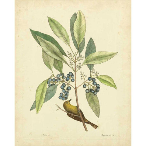 Catesby Bird and Botanical V White Modern Wood Framed Art Print by Catesby, Mark