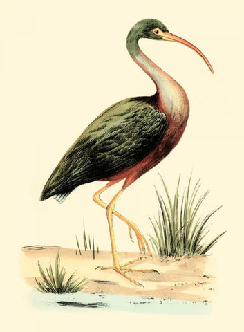 Water Birds I Black Ornate Wood Framed Art Print with Double Matting by Meyer, H.L.