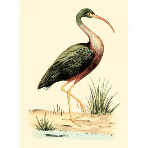 Water Birds I Gold Ornate Wood Framed Art Print with Double Matting by Meyer, H.L.