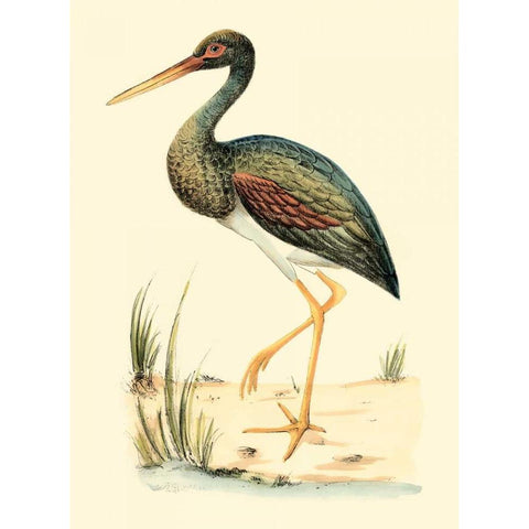 Water Birds II White Modern Wood Framed Art Print by Meyer, H.L.