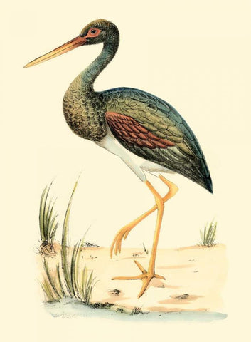 Water Birds II Black Ornate Wood Framed Art Print with Double Matting by Meyer, H.L.