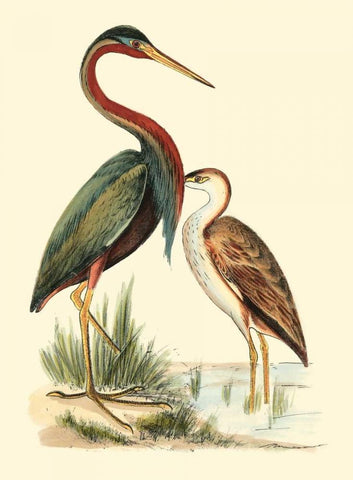 Water Birds III White Modern Wood Framed Art Print with Double Matting by Meyer, H.L.