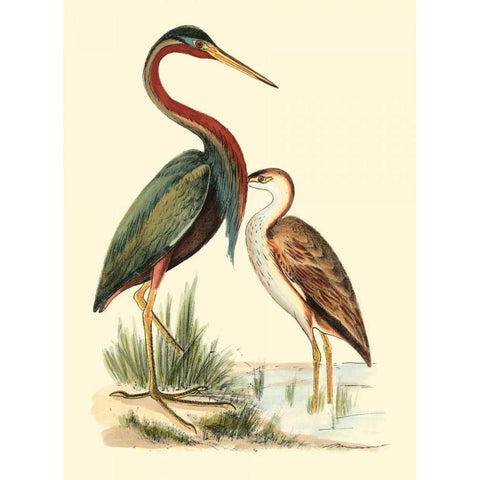 Water Birds III Black Modern Wood Framed Art Print by Meyer, H.L.