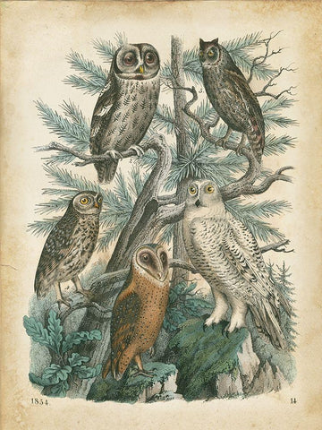 Natures Gathering III White Modern Wood Framed Art Print with Double Matting by Wiek, John